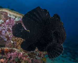 Frog Fish, Bunaken Island, Manado, Indonesia