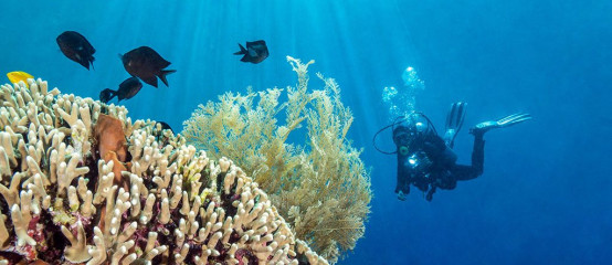 Diver with Coral, Bunaken Island, Manado, Indonesia