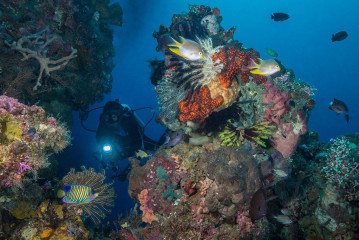 Diver with Coral, Bunaken Island, Manado, Indonesia