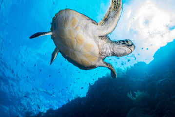 Turtle, Bunaken Island, Manado, Indonesia
