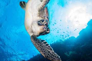 Turtle, Bunaken Island, Manado, Indonesia