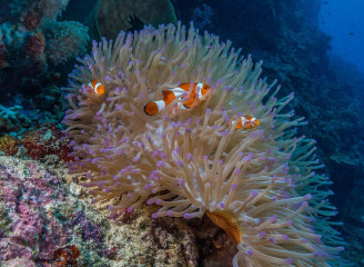 Anemone Fish, Bunaken Island, Manado, Indonesia