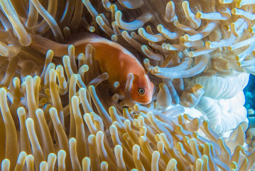 Anemone Fish, Bunaken Island, Manado, Indonesia