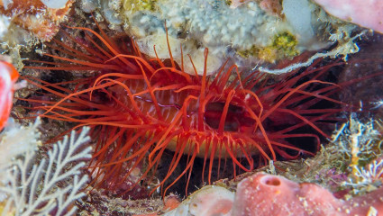 Electric Shell, Bunaken Island, Manado, Indonesia