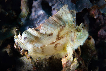 Leaf Fish, Bunaken Island, Manado, Indonesia