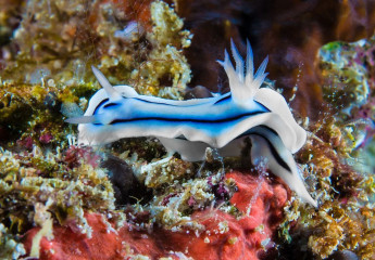Nudibranch, Bunaken Island, Manado, Indonesia