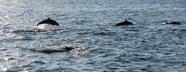 Dolphin Tour, Bunaken Island, Manado, Indonesia