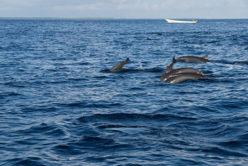 Dolphin Tour, Bunaken Island, Manado, Indonesia