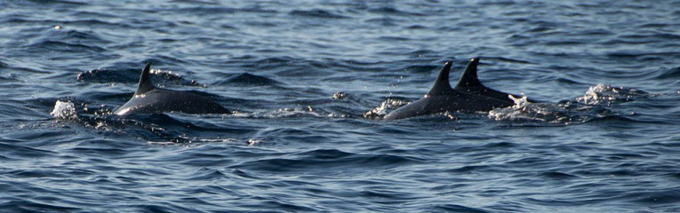 Dolphin Tour, Bunaken Island, Manado, Indonesia