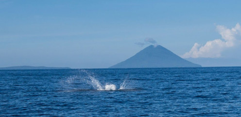 Dolphin Tour, Bunaken Island, Manado, Indonesia