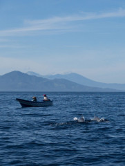 Dolphin Tour, Bunaken Island, Manado, Indonesia
