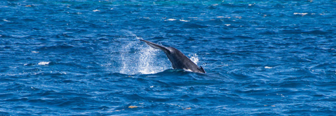 Dominican Republic, Silverbanks, Humpback whale