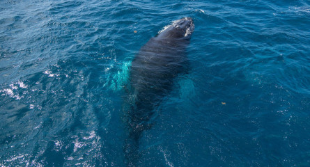 Dominican Republic, Silverbanks, Humpback whale