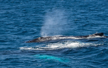 Dominican Republic, Silverbanks, Humpback whales