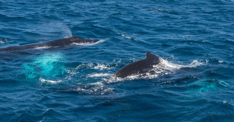 Dominican Republic, Silverbanks, Humpback whale