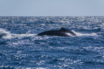 Dominican Republic, Silverbanks, Humpback whale