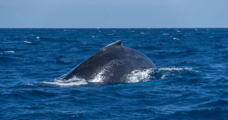 Dominican Republic, Silverbanks, Humpback whale