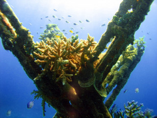 Indonesia, Bali, Pondok Sari artificial House Reef