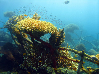 Indonesia, Bali, Pondok Sari artificial House Reef