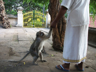 Indonesia, Bali, Temple, Monkey