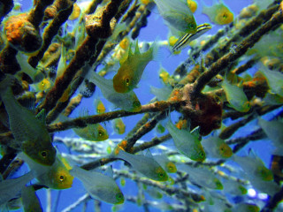 Indonesia, Bali, Secret Bay, Gilimanuk, Fish