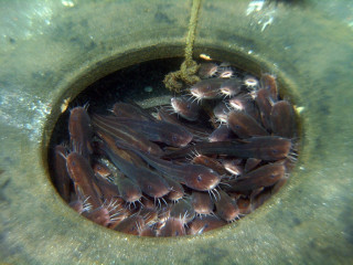 Indonesia, Bali, Secret Bay, Gilimanuk, Fish