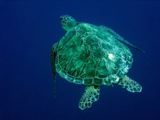 Indonesia, Bali, Turtle