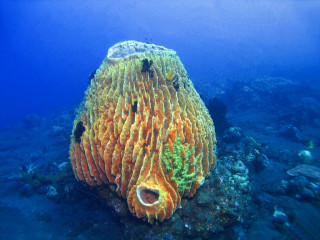 Indonesia, Bali, Sponge