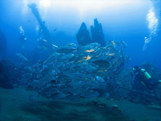 Indonesia, Bali, Tulamben, School of Makrele