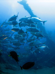 Indonesia, Bali, Tulamben, School of Makrele