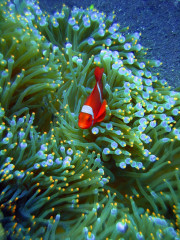 Indonesia, Bali, Anemone Fish