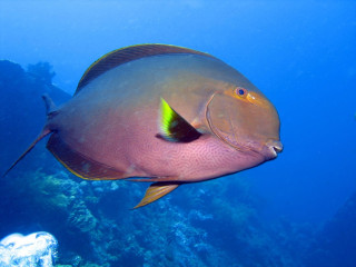 Indonesia, Bali, Fish