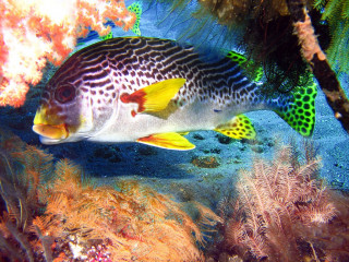 Indonesia, Bali, Tulamben, Sweat Lip Fish