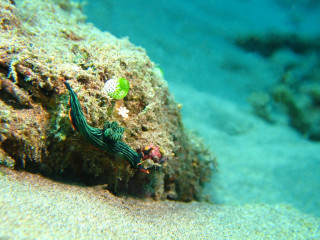 Indonesia, Bali, Nudi Branch