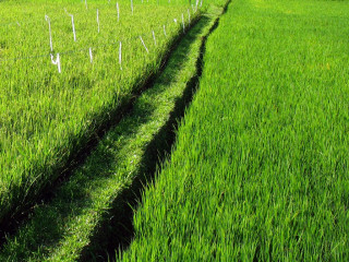 Indonesia, Bali, Rice Field