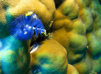 Indonesia, Komodo, Coral