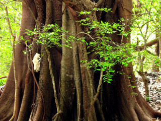 Indonesia, Komodo, Tree