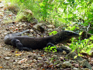 Indonesia, Komodo, Komodo Dragon