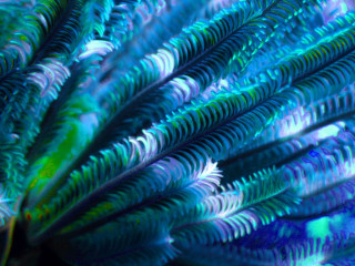 Indonesia, Bali, Feather Star