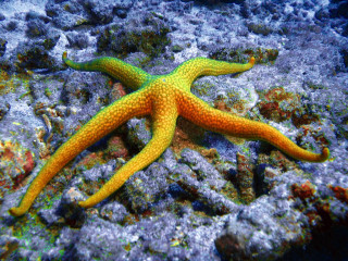 Indonesia, Bali, Sea Star