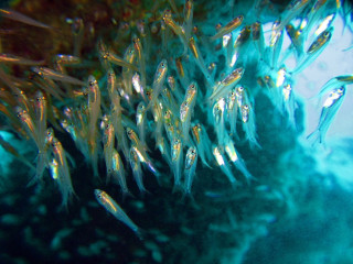 Indonesia, Bali, Glas Fish