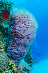 Mexico, Cozumel, Coral Reef