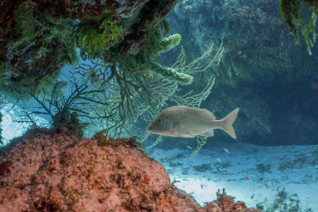 Mexico, Cozumel, Fish