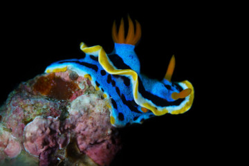 Philippines, Moalboal, Nudi Branch
