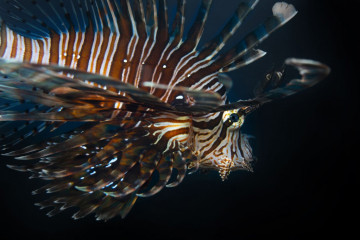 Philippines, Moalboal, Lion Fish