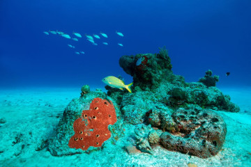 Mexico, Cozumel, Reef with School of Fish