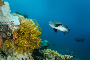 Philippines, Moalboal, Fish