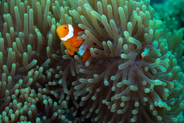 Philippines, Moalboal, Anemone Fish