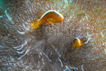 Philippines, Moalboal, Anemone Fish