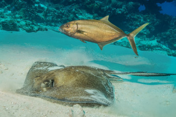 Mexico, Cozumel, Sting Ray with Fish